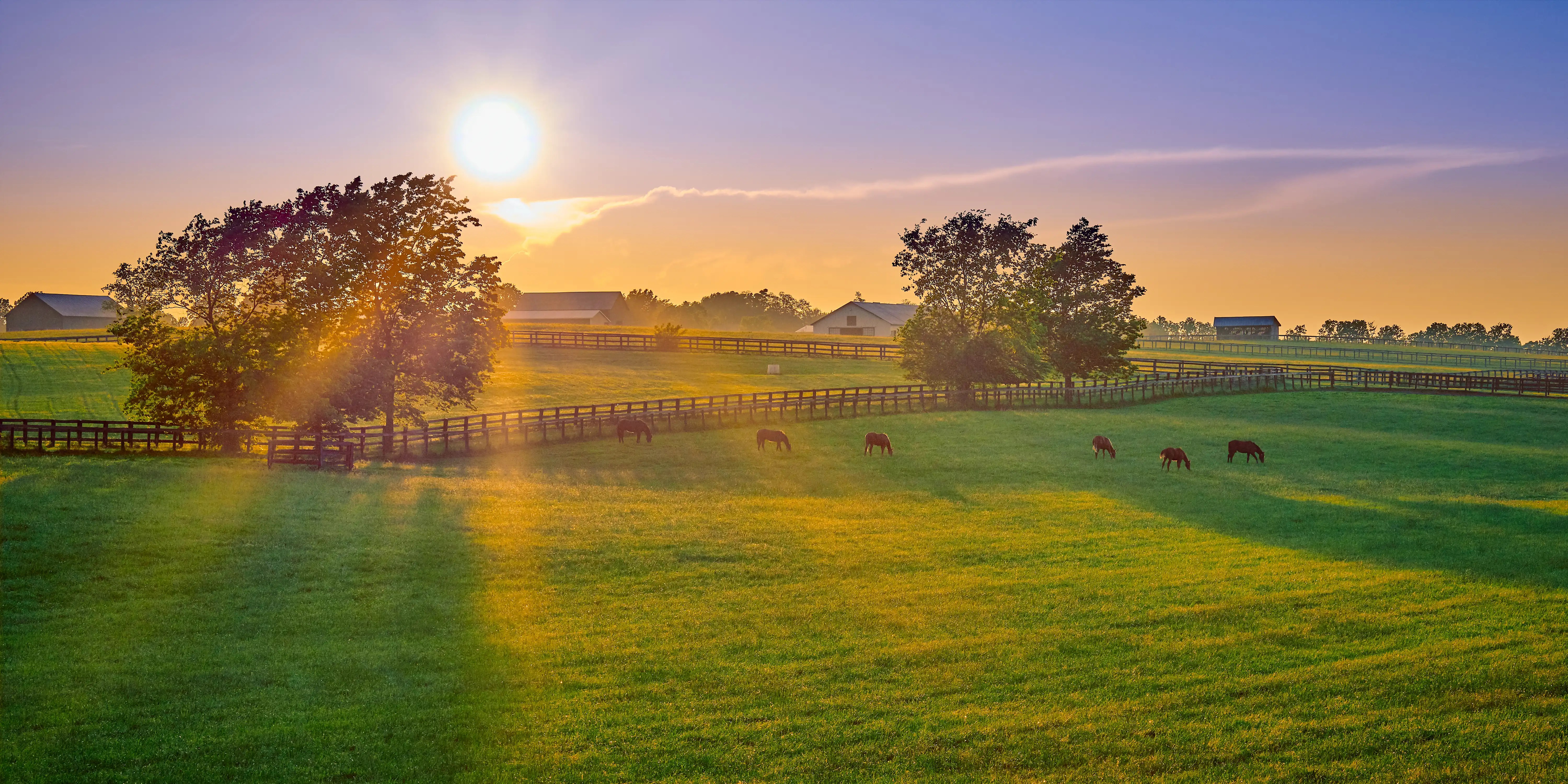 ranch with horses on grass field